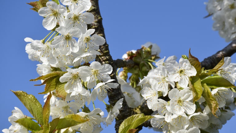 Close up of blossom on a tree at Richens Orchard, bright blue sky.